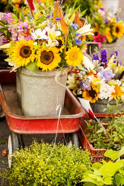 Girasoles frescos — Foto de Stock