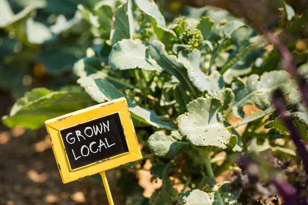 Gemeinschaftsgartenkohl — Stockfoto