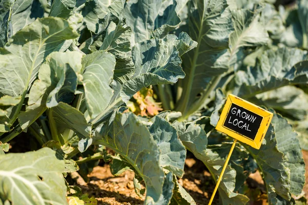 Community garden cabbage — Stock Photo, Image