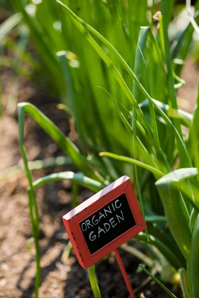 Jardín comunitario, cebolla — Foto de Stock