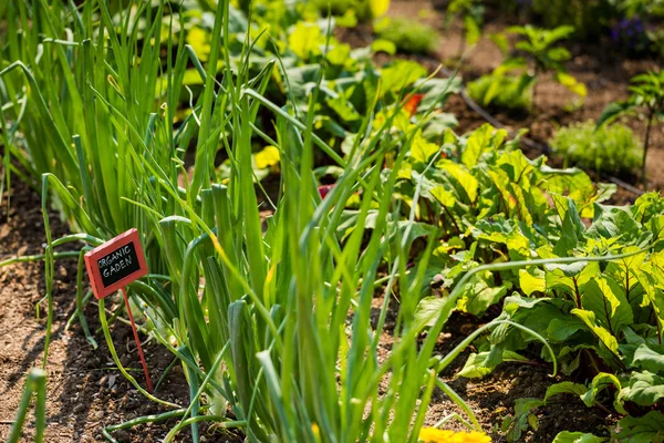 Community garden, onion — Stock Image Community garden, onion Royalty Free Stock Images