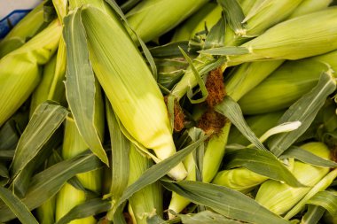 taze Mısır üretmek