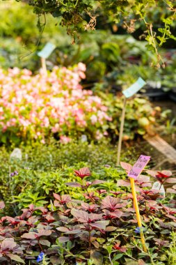 çocuk odası mavi şaşkınlık bitki