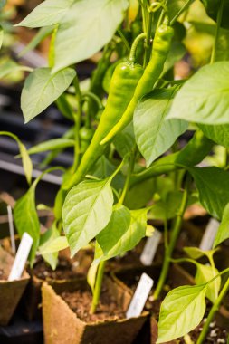 biber kreş, bitkiler