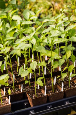 biber kreş, bitkiler