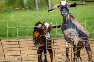 Çocuk keçi çit tarafından