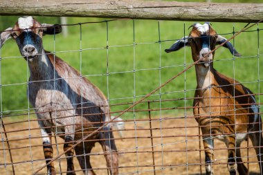 Çocuk keçi çit tarafından