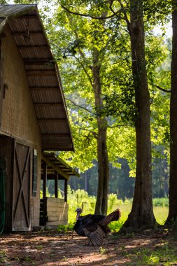 Türkiye'nin eski Güney çiftliği.