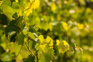 Şaraphane eski Güney çiftliği
