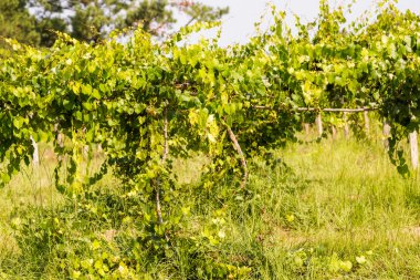 Şaraphane eski Güney çiftliği