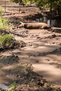 Çamura dinlenme domuz