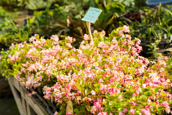 Planten op kwekerij — Stockfoto