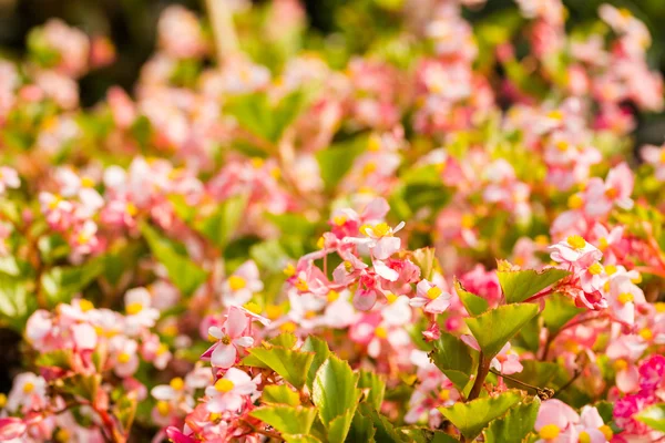 Planten op kwekerij — Stockfoto