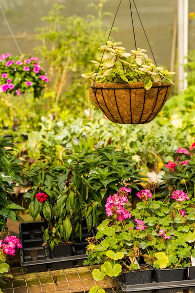 Plantas no berçário — Fotografia de Stock