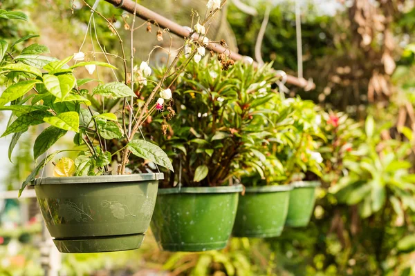 Växter på plantskola — Stockfoto