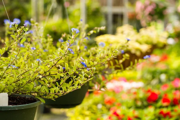 Växter på plantskola — Stockfoto