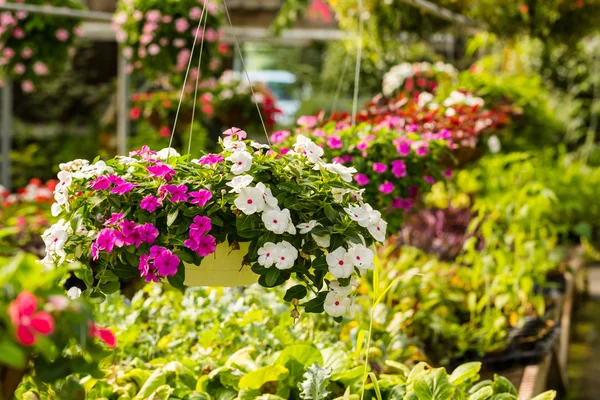 Plantas no berçário — Fotografia de Stock