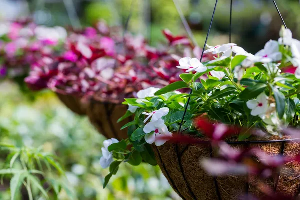 Plantas no berçário — Fotografia de Stock