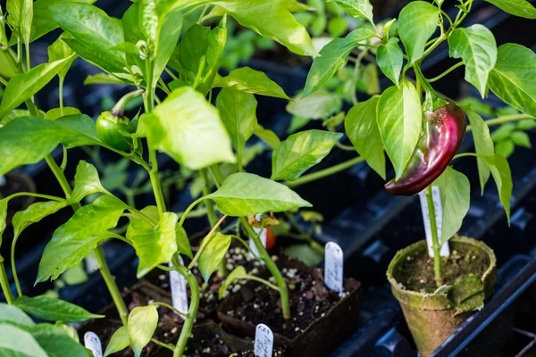 Växter av peppar på plantskola — Stockfoto