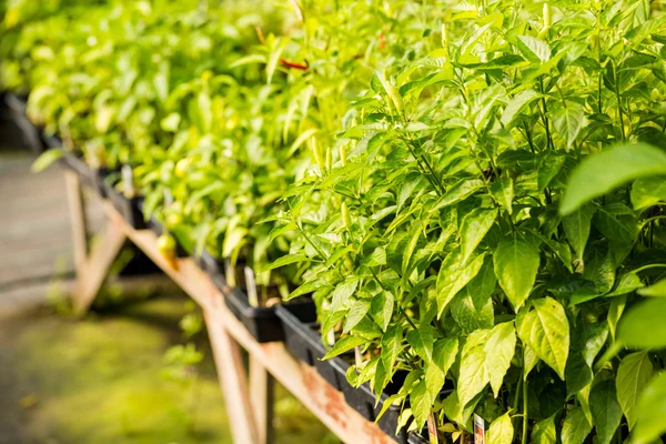 Plants of pepper at Nursery — Stock Photo, Image