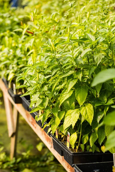 Växter av peppar på plantskola — Stockfoto