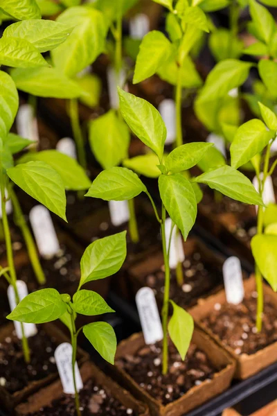 Växter av peppar på plantskola — Stockfoto