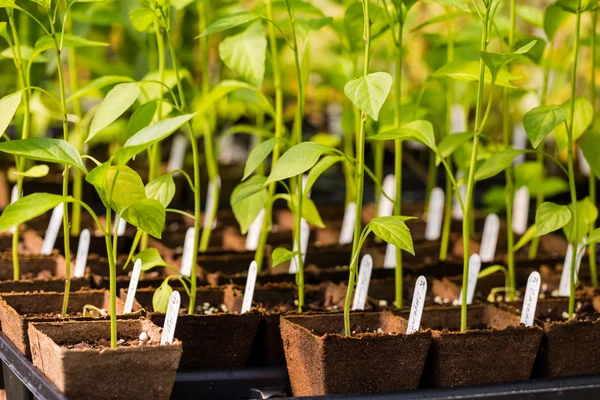 Plantas de pimenta no berçário — Fotografia de Stock