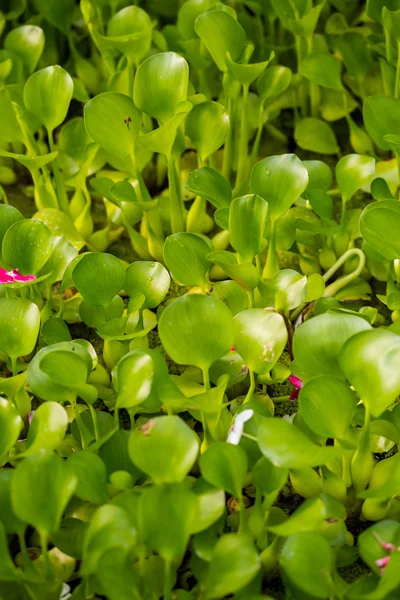 Plants at Nursery — Stock Photo, Image