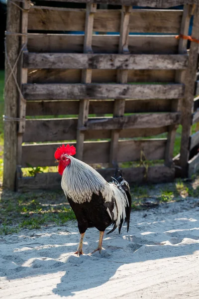One rooster outdoor — Stock Photo, Image