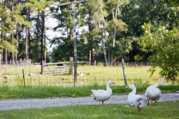 White geese — Stock Photo, Image