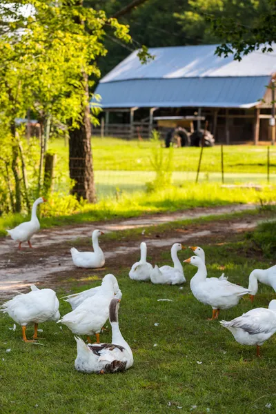 White geese — Stock Photo, Image