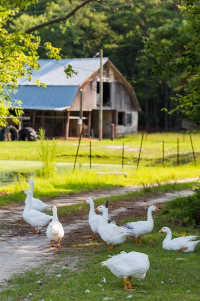 Witte ganzen — Stockfoto