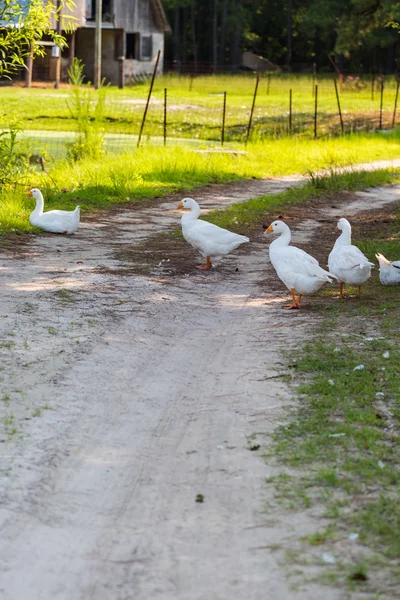 Weiße Gänse — Stockfoto