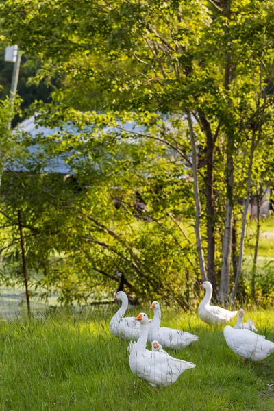 Weiße Gänse — Stockfoto