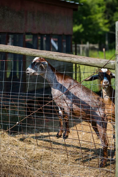 Cabras de criança ao pé da cerca — Fotografia de Stock