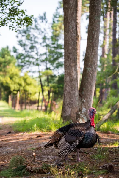 Turkey grazing — Stock Photo, Image