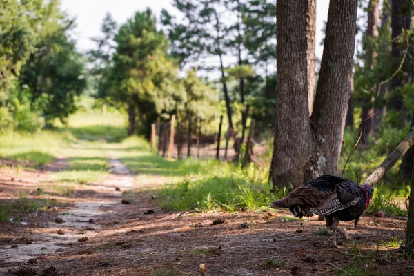 Turkey grazing — Stock Photo, Image