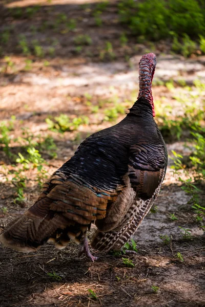 Turkey at old Southern farm. — Stock Photo, Image