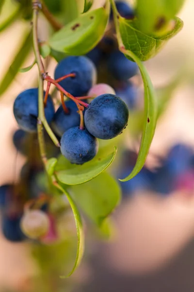 Ripe blueberries — Stock Photo, Image