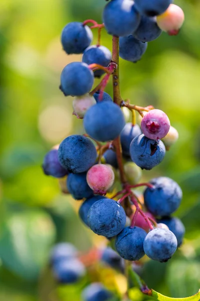 Ripe blueberries — Stock Photo, Image