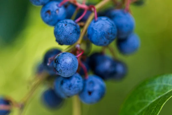 Ripe blueberries — Stock Photo, Image