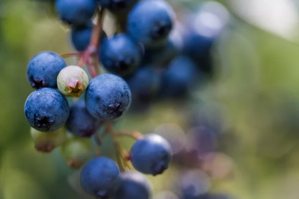 Ripe blueberries — Stock Photo, Image