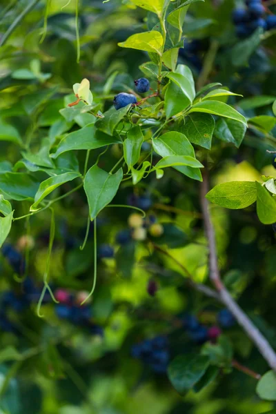 Ripe blueberries — Stock Photo, Image