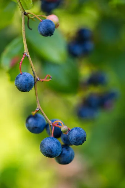 Ripe blueberries — Stock Photo, Image