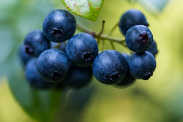 成熟的蓝莓 — 免费的图库照片