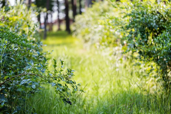 Mogna blåbär — Stockfoto