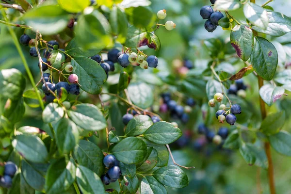 Ripe blueberries — Stock Photo, Image