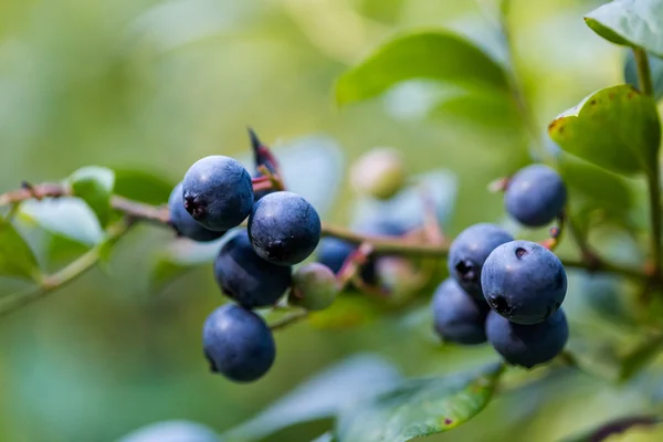 Ripe blueberries — Stock Photo, Image