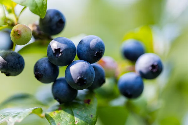 Ripe blueberries — Stock Photo, Image