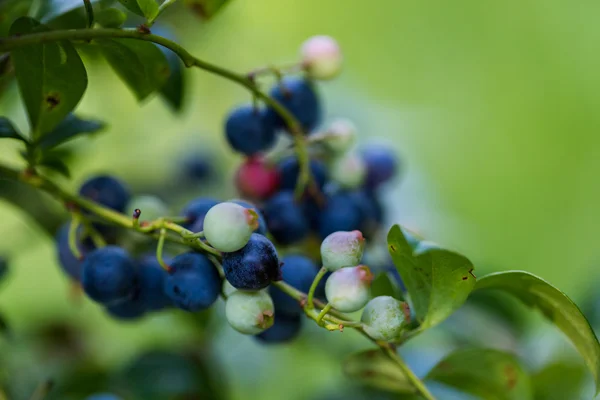 Ripe blueberries — Stock Photo, Image